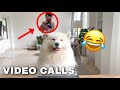 Different Types of People in Video Calls