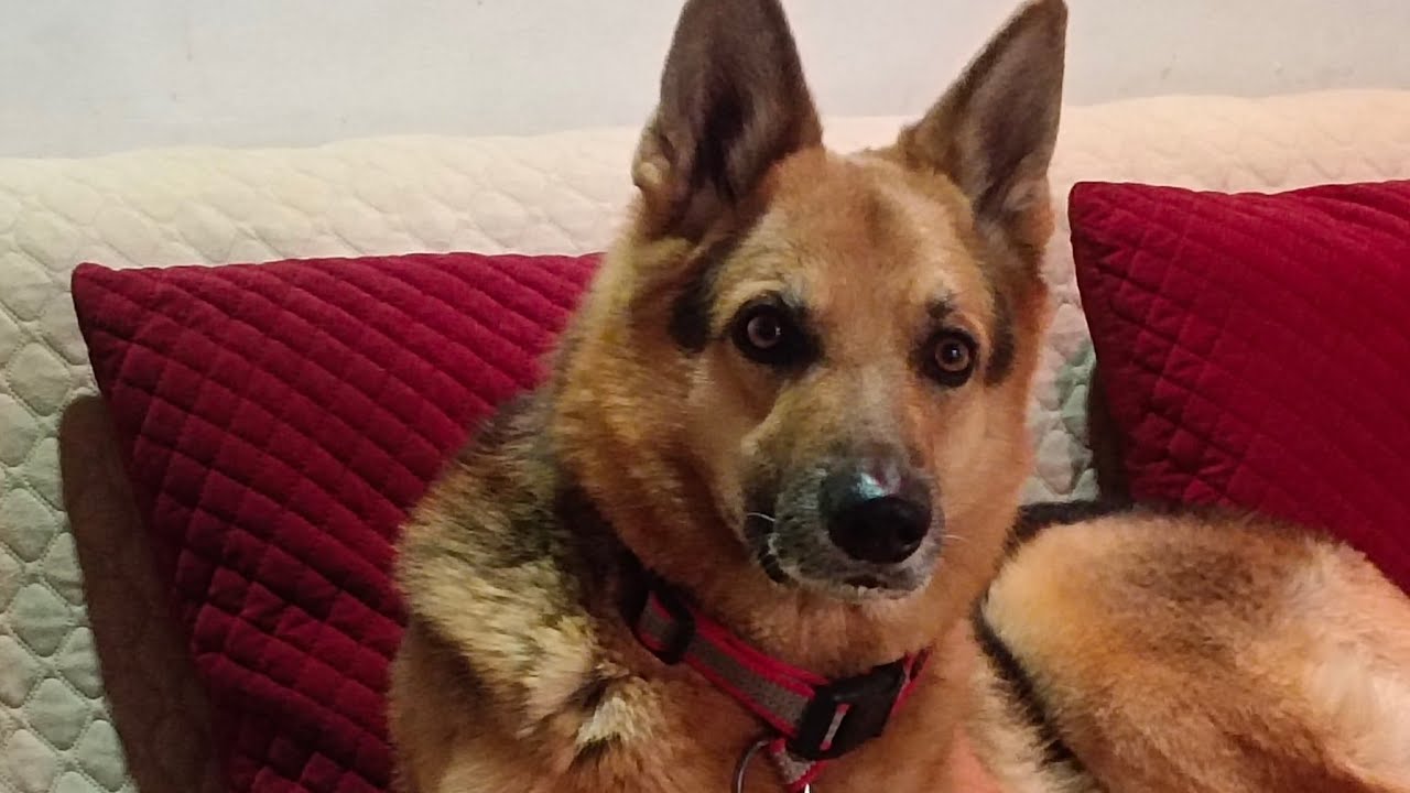 good morning 🌅 mere all friend's ap sbka mere screen cast live me welcome hai ❤️🙏 radhe radhe 🙏❤️🙏