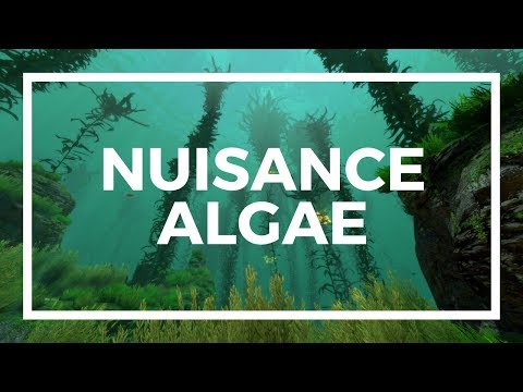 Nuisance Algae: Bryopsis