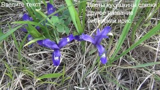 Кукушкины слезки Сибирский ирис Полевые цветы Лесные цветы поход лес природа тайга сибирь охота тай Кукушкины слезки Сибирский ирис Полевые цветы Лесные цветы поход лес природа тайга сибирь охота тай