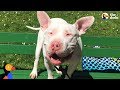 Deaf And Blind Dog Learns To Trust His New Mom - STEVE | The Dodo