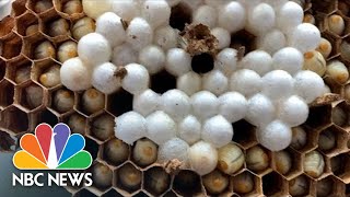 Watch Giant Asian Hornet Nest Found In Washington State