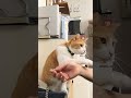 手がダメなら頭