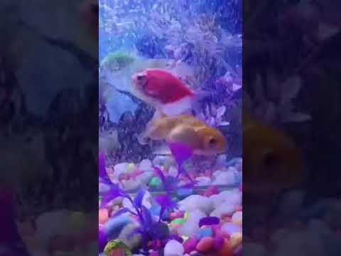 ❤️Love You ज़िंदगी ❤️ - ShareChat