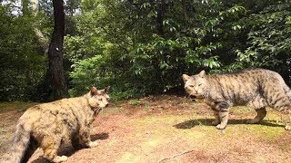 ハイキングコースで出会った野良猫達に近づいてみると
