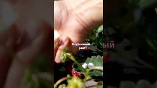 Клубника природный аспирин. Мощный афродизиак.Содержит цинк.Отбеливает зубы!Отличный антидепрессант!
