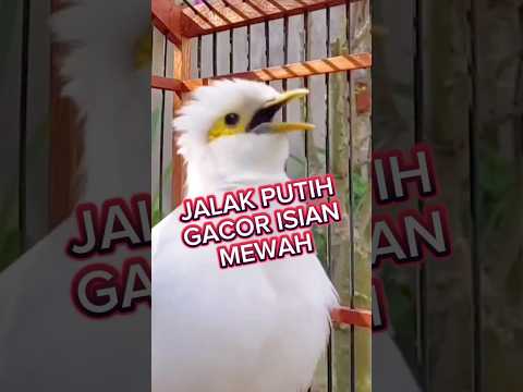 ternak jalak putih dikandang minimalis