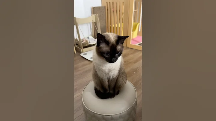 Video 11385291: siamese cat pets, siamesecat cat