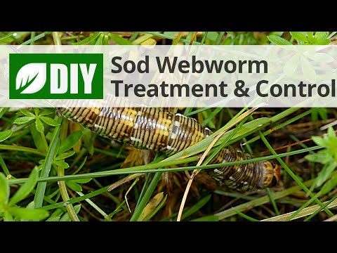 Vídeo: Tropical Sod Webworm Control - Como gerenciar minhocas tropicais no gramado
