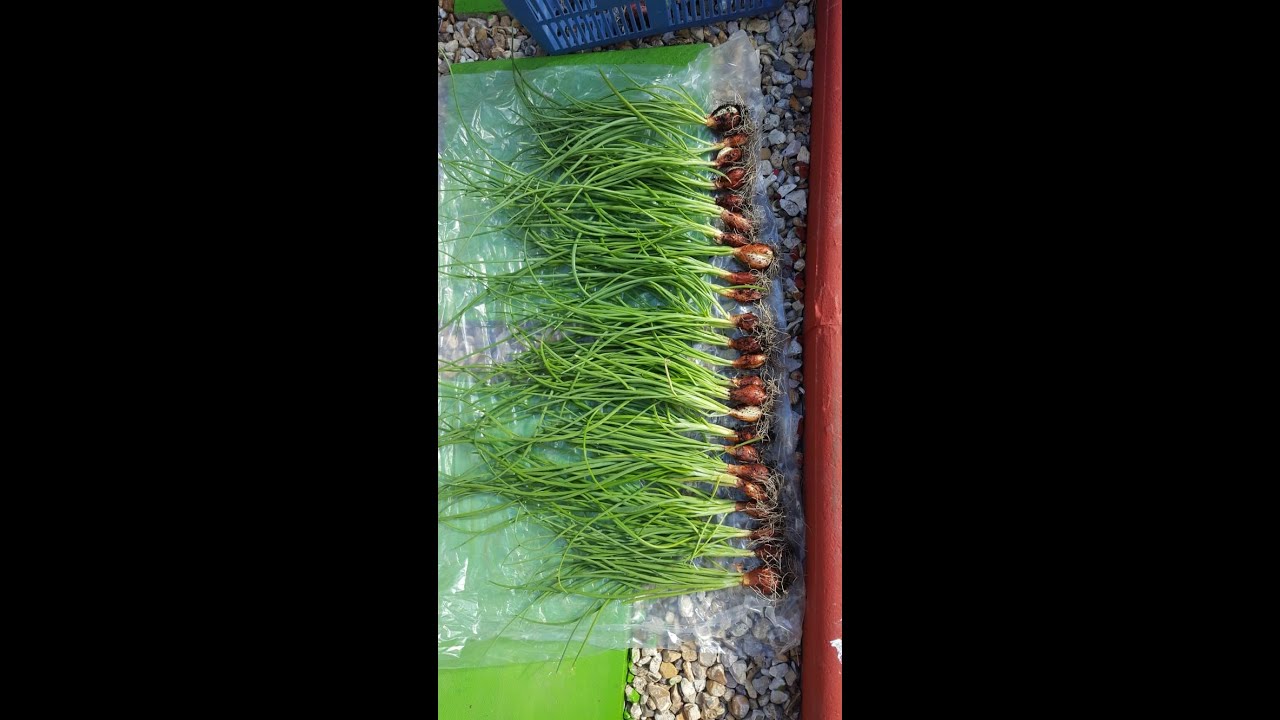 How to grow spring onions. 