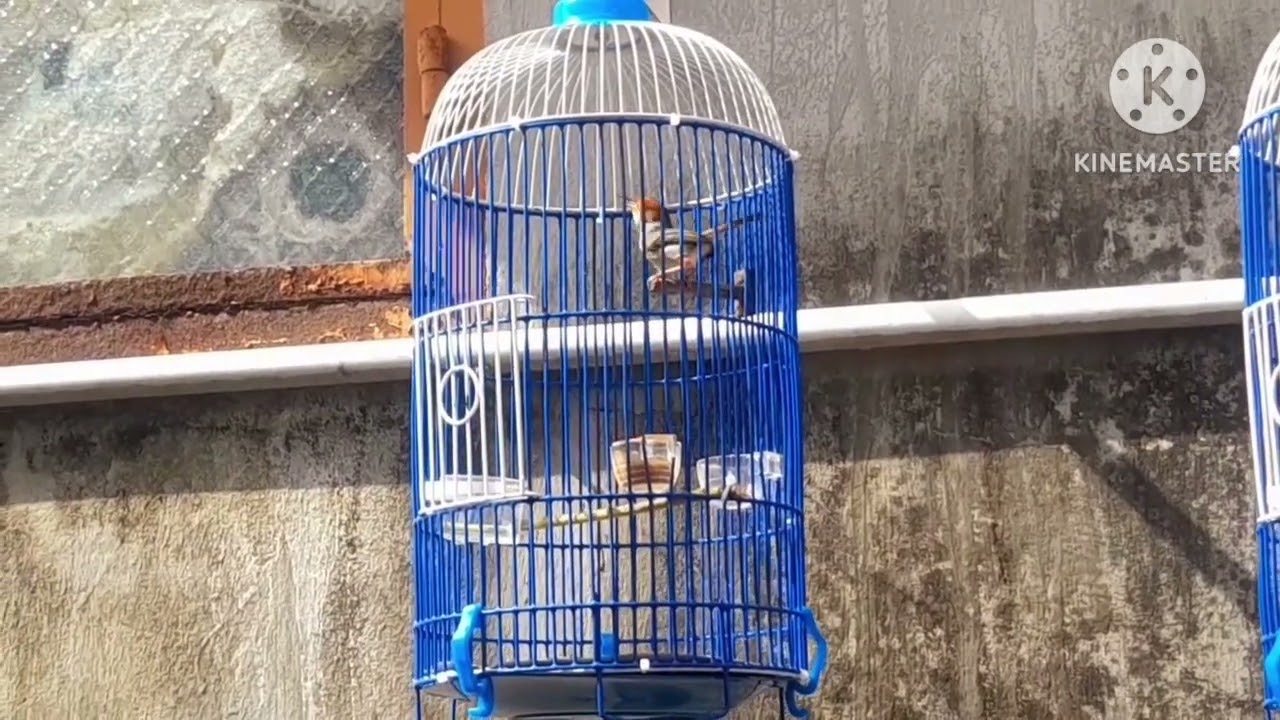 Chim sâu đầu đỏ chuyền xanh hót cả ngày