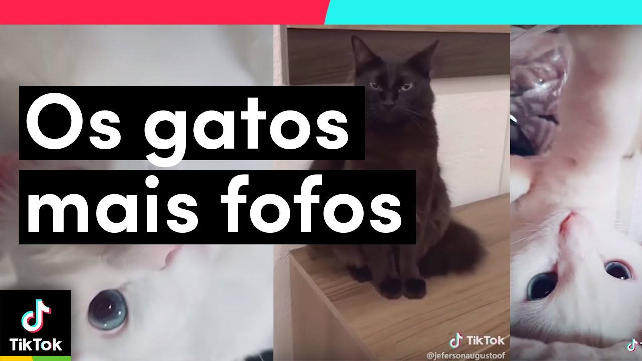 OS ANIMAIS MAIS FOFOS & ENGRAÇADOS DO TIKTOK! TIKTOK ANIMAL 