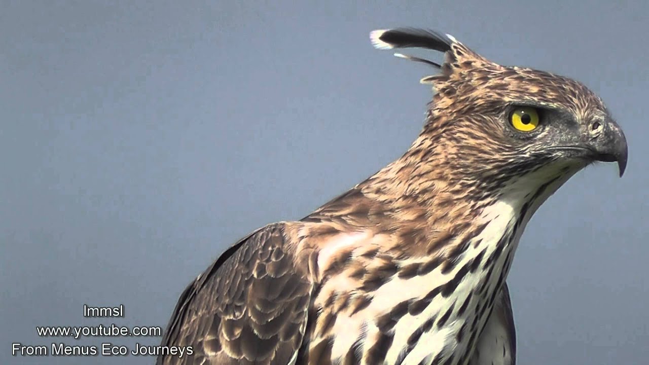 Nature Trees And Birds Crested Hawk Eagle Or Changeable Hawk Eagle Youtube
