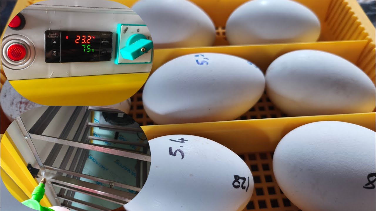 Kuluçka makinası ayarları ve kuluçka da yapılan hatalar #çiftlik #kaz #kazçiftliği