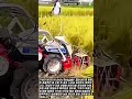 소형 농기계의 강력한 벼 예취 성능 #process #agriculture #machinery #farming #paddy
