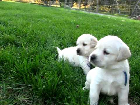 Barnes Puppy Love Kennel Youtube