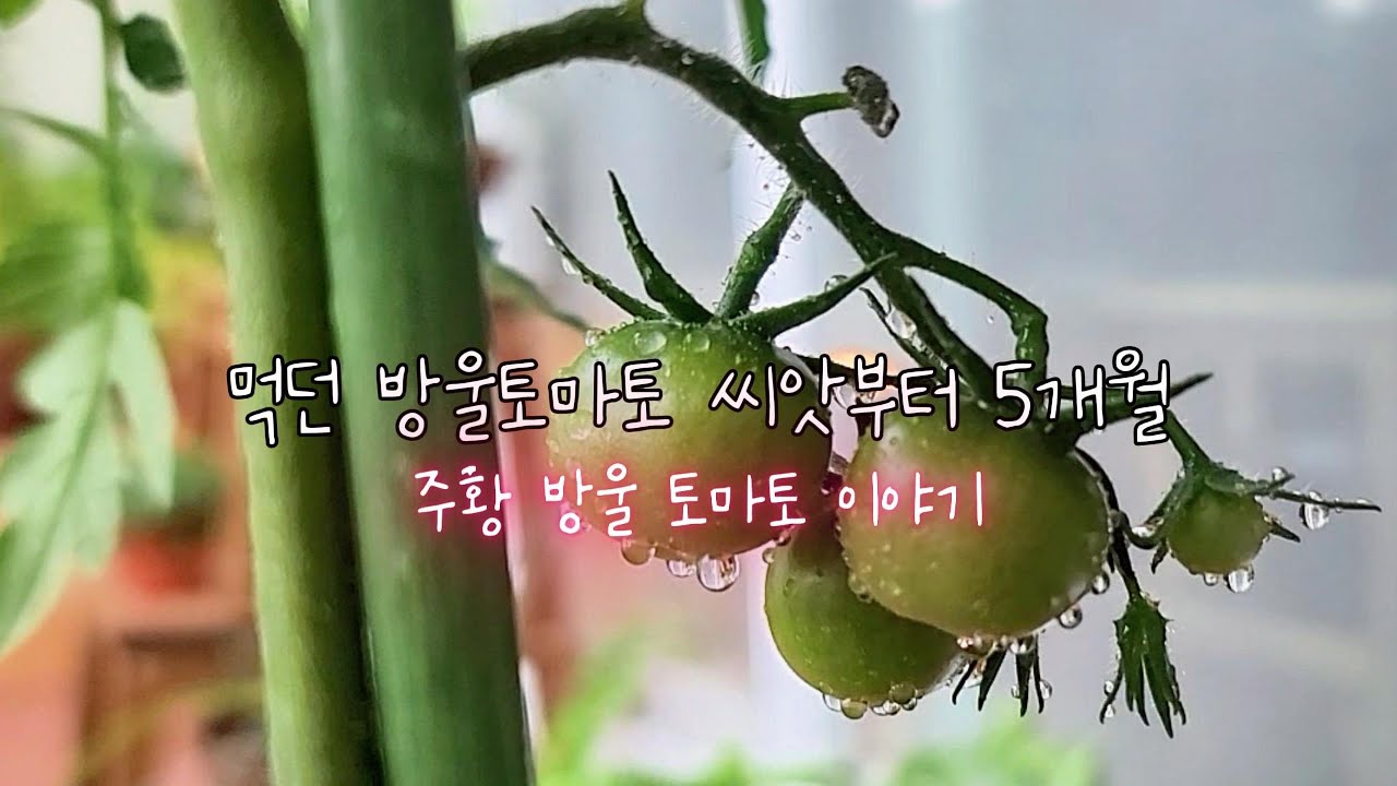 베란다에서 방울토마토 키우기 5개월 | 먹던 방토씨앗부터 열매까지 우여곡절 5 Months of Balcony Cherry Tomatoes