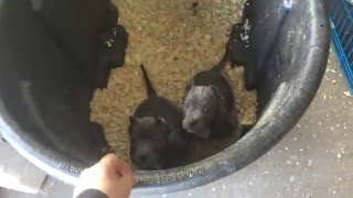 American Bully Puppies At Devilsden