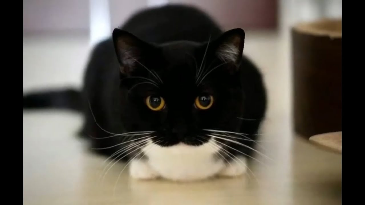 Silly Little Cat Memes From Discord YouTube silly-little-cat-memes-from-discord-youtube