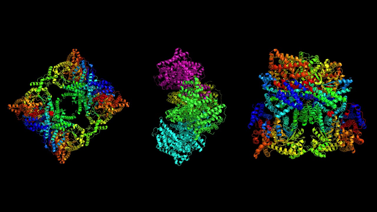 Crystal structure of the T-state of maize C4-phosphoenolpyruvate carboxylase (Zea Mays)
