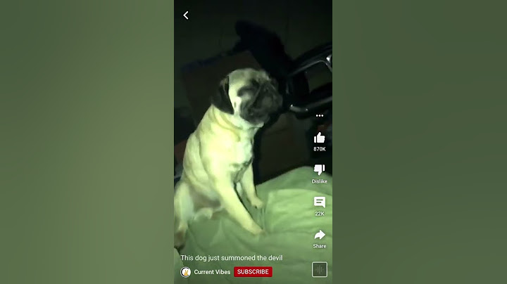 This dog just summoned the devil