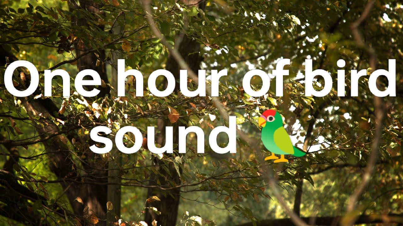 Do birds sing? The stress reliever of nature | Fall asleep within 3 minutes. Sleep, meditate, study