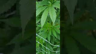 site 1 🇬🇧 outdoor guerilla grow 2023