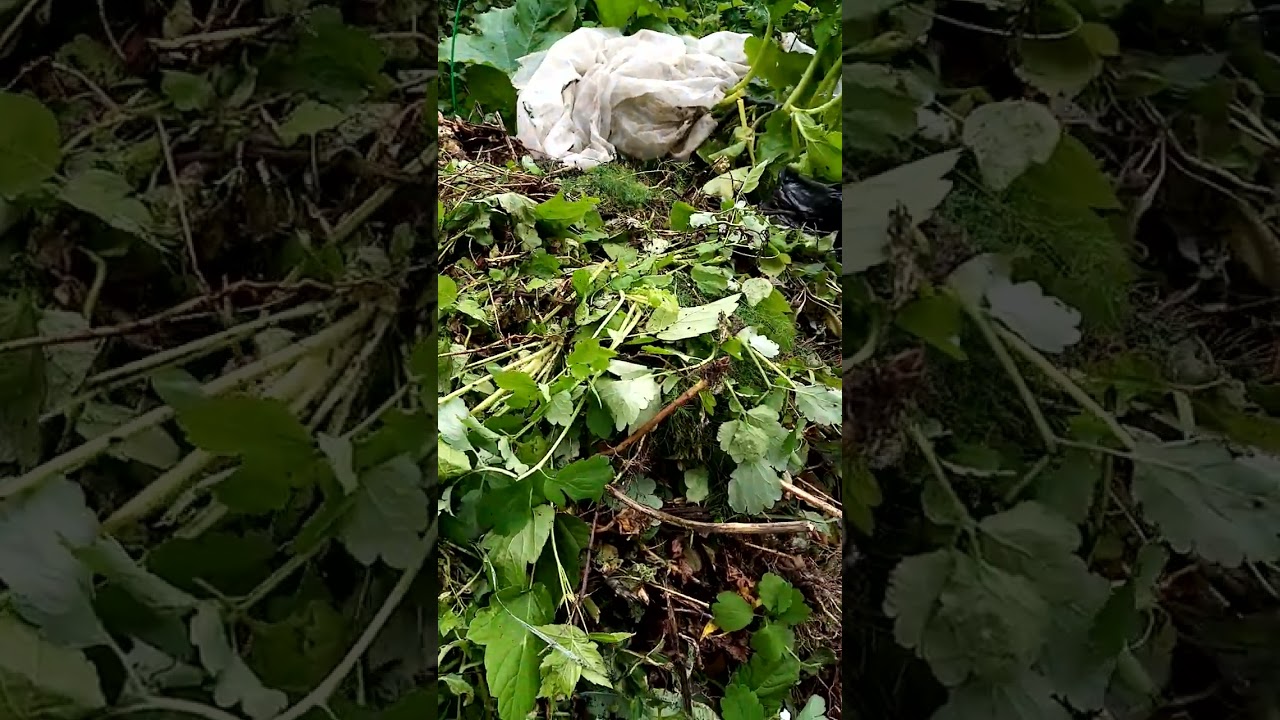 #Чтоб_сгнило