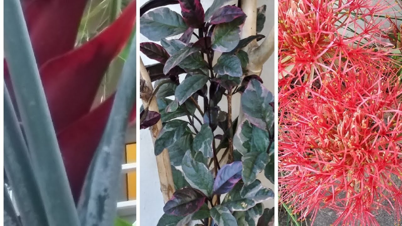 Tropical Flowers of Jamaica YouTube