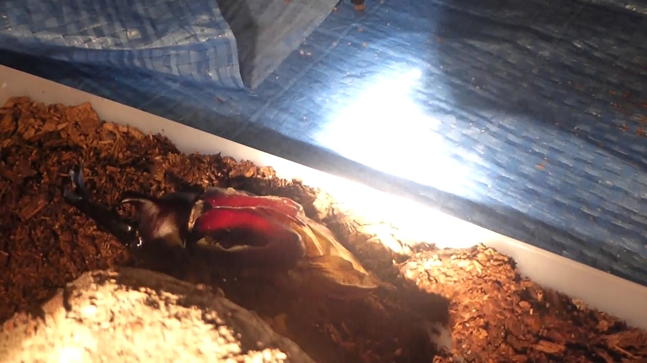 Hatched!!!!!! Japanese Male Beetle 1 Hour after Hatching! YouTube