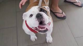 Fracture in Bulldog Dr. Kreamer @Vet4Bulldog.com screenshot 3