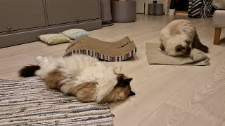 We are just catnipping here 🥳🥳 Ragdoll cats relaxing