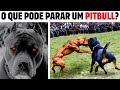 Dogo Argentino INVENCÍVEL? Cão de Guarda SUPERHERÓI 