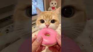 🐱Does your kitty love donuts too?#cat #pets #donuts #kitty #cute #eating