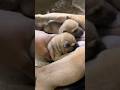 #animals #puppy