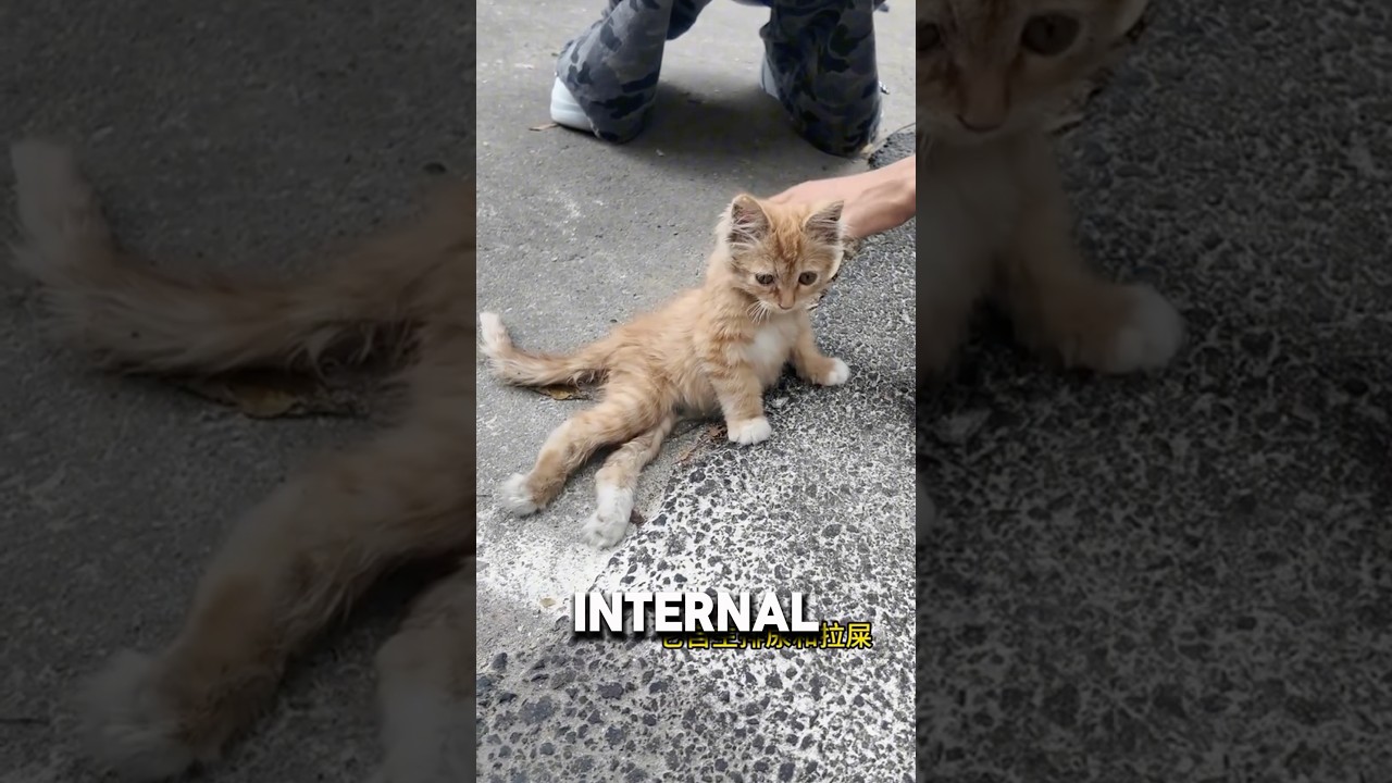 &ldquo;It&rsquo;s Just A Cat&rdquo;, Injured Kitten Kicked Out For Being Injured💔#catshorts #catvideos #kitten