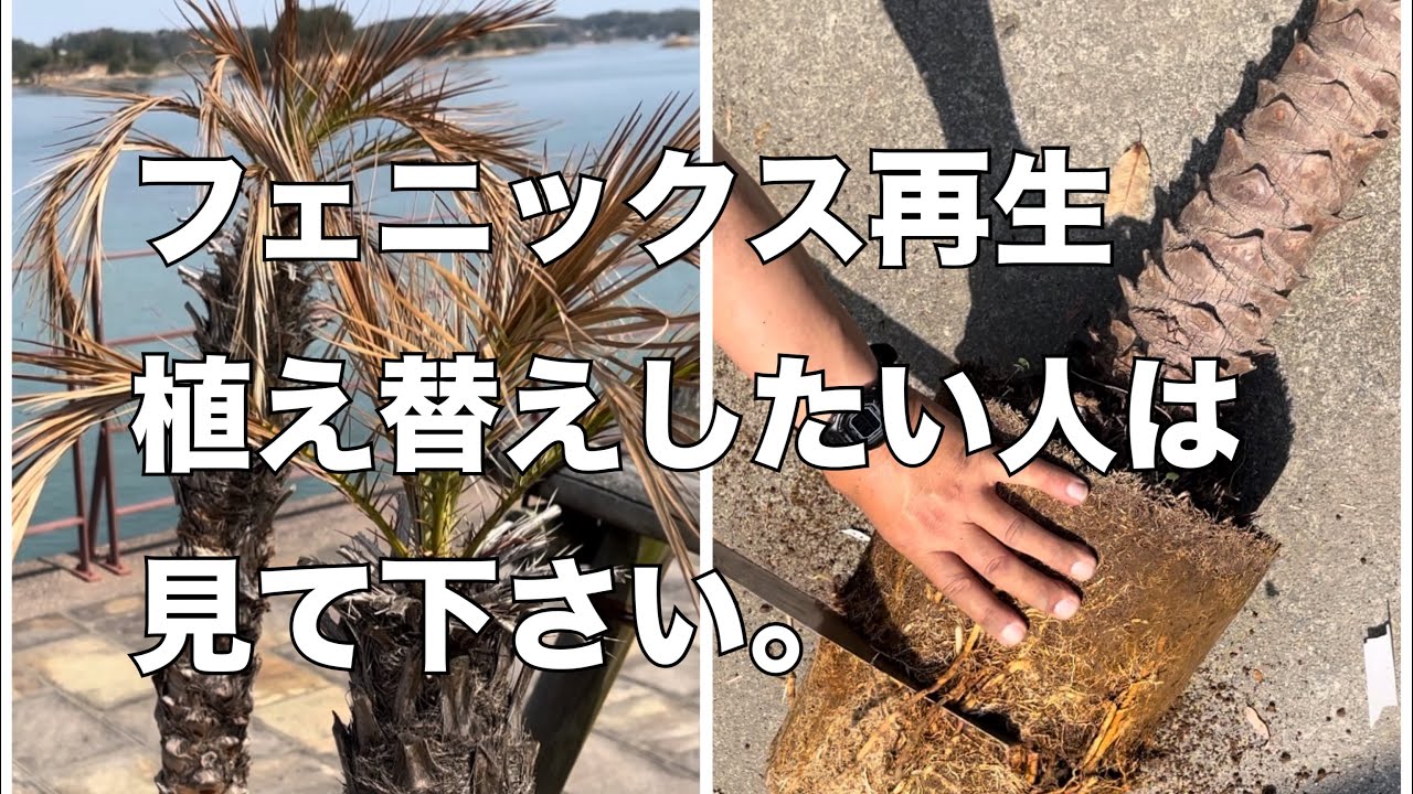 Easily regenerate and replant Phoenix roebelenii] If you remember 