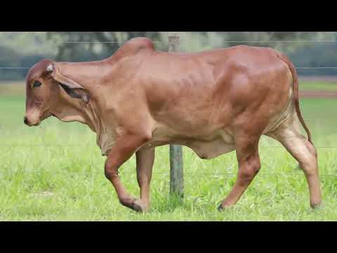 LOTE 14   CAL 15030 VAIJAYI FIV CAL