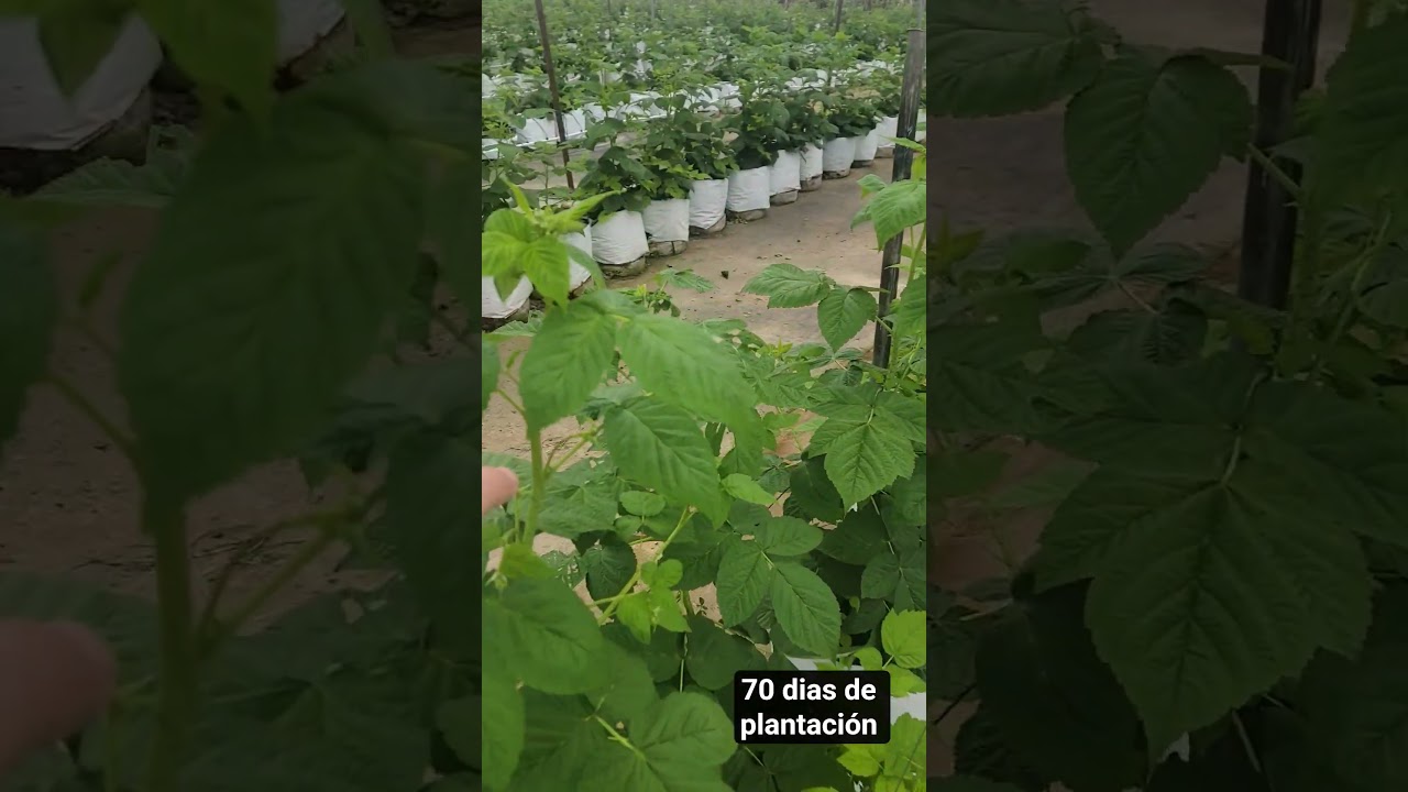 Porte de la frambuesa a 70 días de plantación 