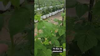 Porte De La Frambuesa A 70 Días De Plantación