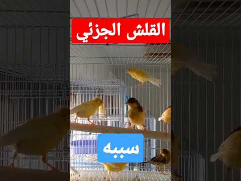 سبب القلش الجزئي عند الكناري غيار الريش عند الكناري