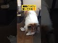 ドッグラン中止でやるせない気持ちのシェルティ                                     #シェルティ #かわいい犬 #もふもふ #sheltie #ドッグランキャラバン