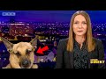 Best Dogs Work From Home News Bloopers