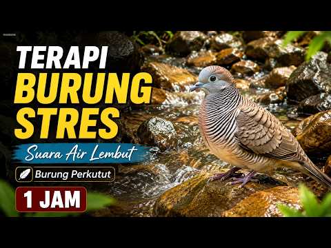 1 Jam Terapi Burung Stres dan Gelisah | Perkutut