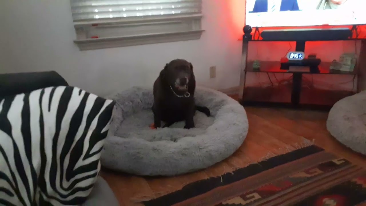 Waking up w/Gypsy n Raine ❤️🐾, Sunday morning 🌞