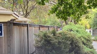 Squirrel observation 1