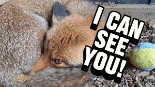 Second Chance Fox Sanctuary Visit