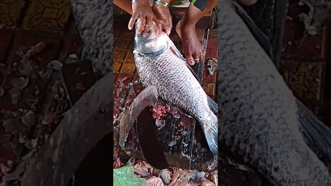 Massive Katla Fish Cutting shorts Skills 