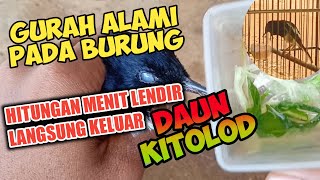 Download lagu NATURAL REMEDY FOR HOARSE BIRDS