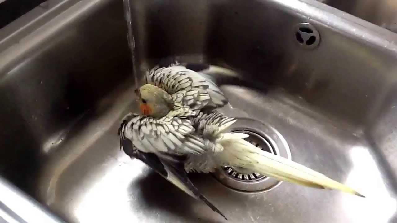 Cockatiel baby having a shower YouTube